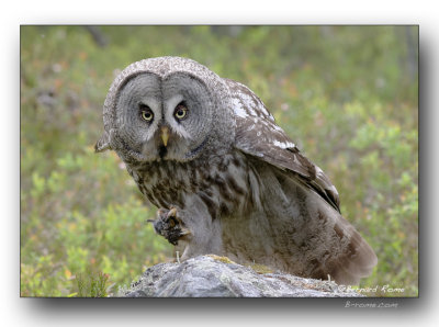 great gray owl chouette lapone