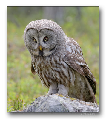 great gray owl chouette lapone