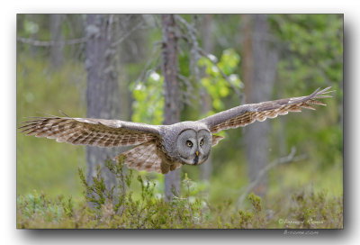 great gray owl chouette lapone
