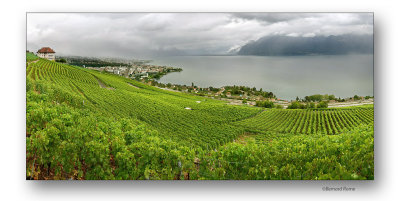 vignes- Vevey Suisse