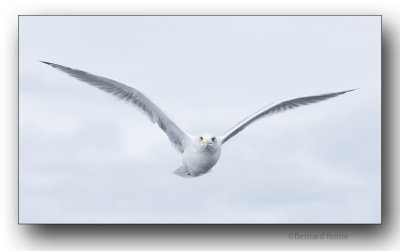 Goéland-Sea gull