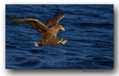 Aigle pygargue-Sea eagle