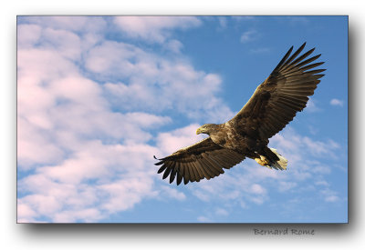 Aigle pygargue-Sea eagle