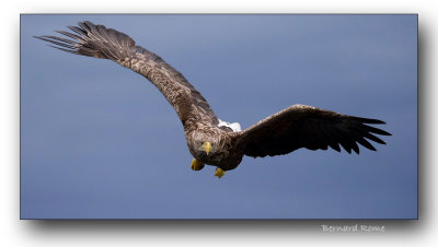 Sea eagle- Aigle pygargue
