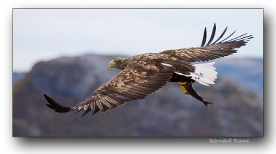 Sea eagle- Aigle pygargue
