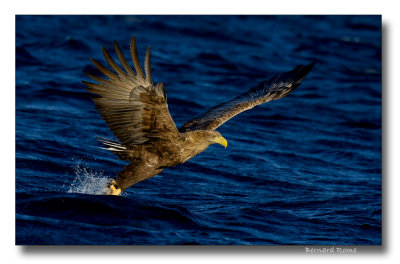 Aigles pygargues- Sea eagles