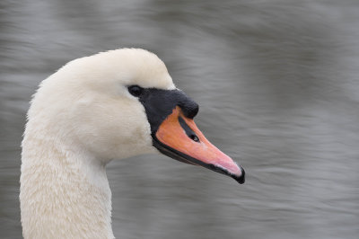Portrait de cygne-swan portrait