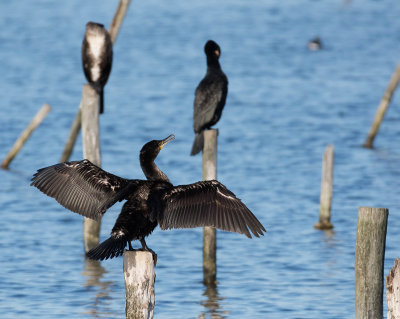 cormoran-cormorant
