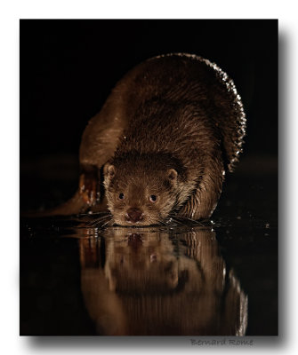 Loutre-Otter