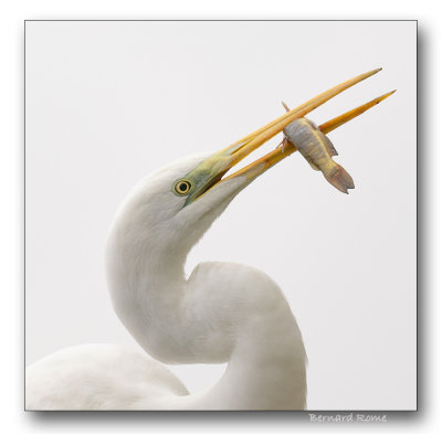 Grande aigrette- great white egret