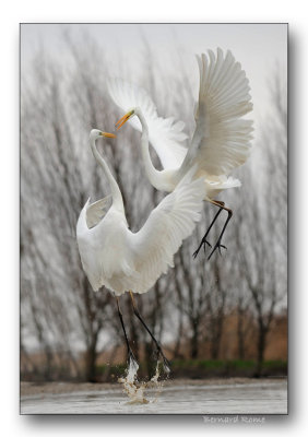 Grandes Aigrettes- great white egrets