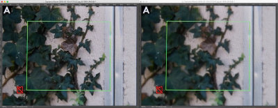 Ces images ont t extraites d'une vido ralise avec un D500 de l'cran arrire d'un D810 en mode Lv, quip d'un 200-500  500mm, loupe d'cran active. Les deux appareils sont monts sur trpieds stables.
 Il y a environ 1 seconde entre les deux images slectionnes dans la vido. Elles sont parfaitement reprsentatives de la squence entire.
Dans la vido on peut observer des fluctuations permanentes de la nettet (alors que tout est fixe dans les rglages). 
Ce phnomne est trs courant ds que l'on utilise une longue focale sur un sujet  plus de 20m. Il n'est pas besoin d'une trs forte chaleur ou de la prsence du soleil pour constater ce phnomne.
Dans le viseur de l'appareil ce phnomne est quasi invisible, il ne devient vident qu'affich  l'cran de l'ordinateur.
Comme dans les images ci dessus, dans ces conditions on obtiendra des images le plus souvent peu nettes et/ou avec des zones trs floues et de manire variable d'une image  une autre.
Vous pourrez voir la courte vido dont les images ci-desssus ont t extraites ici:
 https://youtu.be/oj5BOVrfKQY
