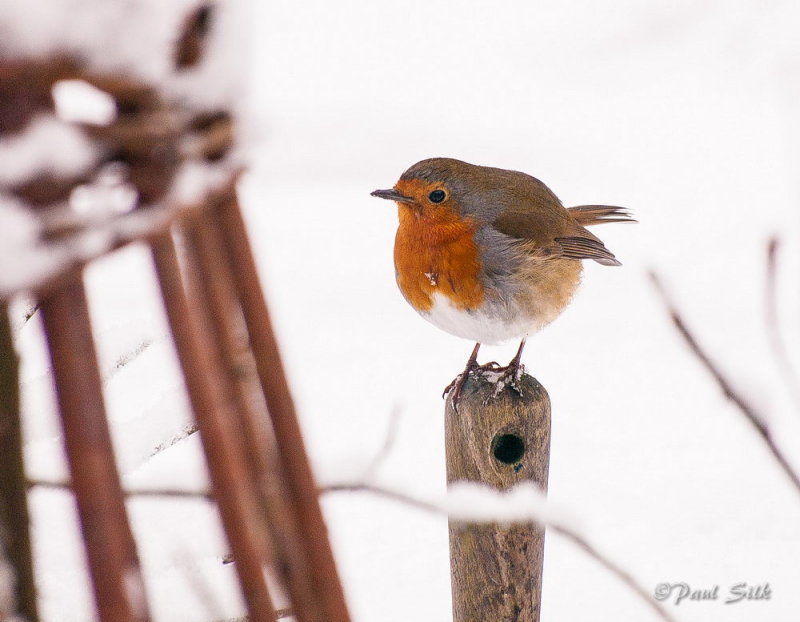 Robin