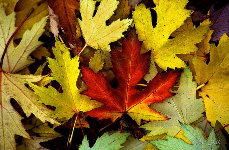 Autumn Leaves