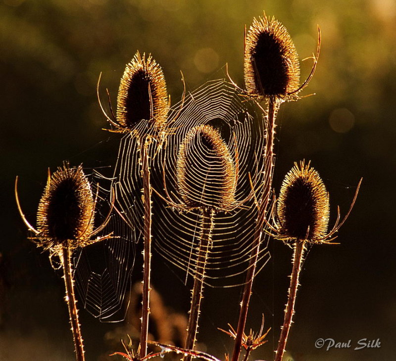 Golden Web
