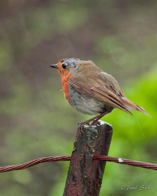 Rainy Day Robin