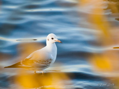 Common Gull