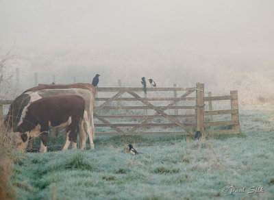 Frosty Grazing