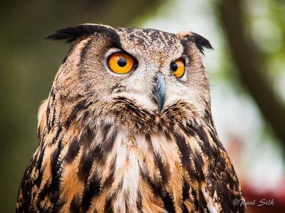 Eagle Owl