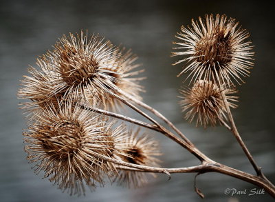 Thistle Heads