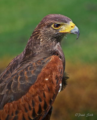 Harris Hawk