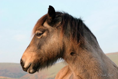 Profile of a Horse