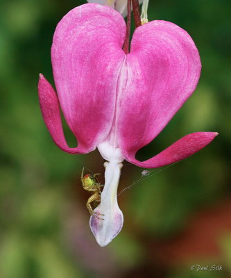 Bleeding Heart and Green Orb Spider