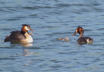 Feeding The Young