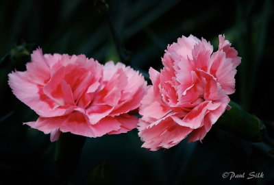 Kissing Carnations