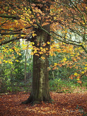 Autumn Beech