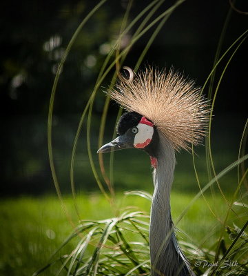 African Grey Crowned Crane