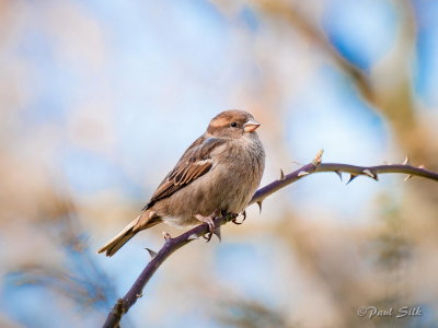 House Sparrow