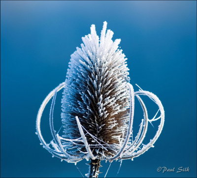 Frosted Teasel Head