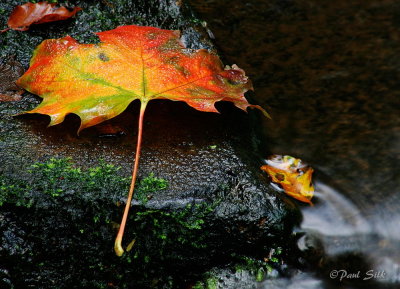 Leaf and Rock