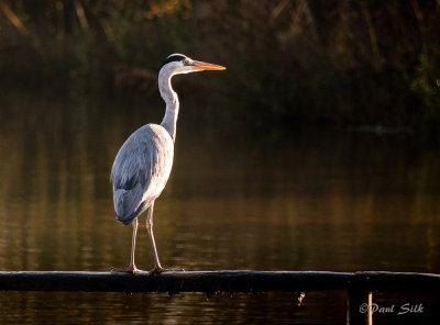 Grey Heron