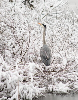 Winter Heron