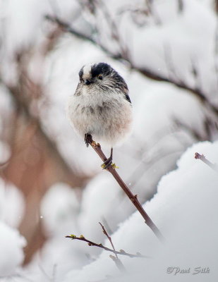 Long Tailed Tit