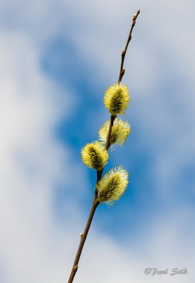Pussy Willow