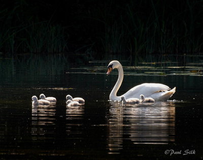 Mute Swan and Cygnets