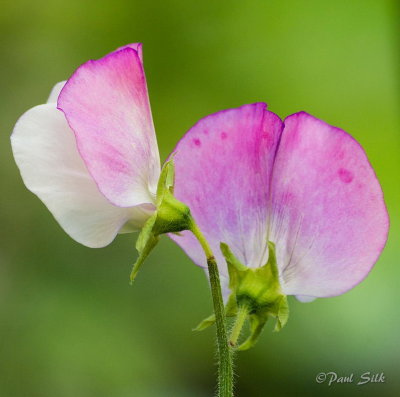 Sweet Peas