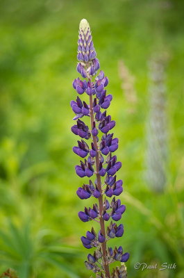 Wild Lupin