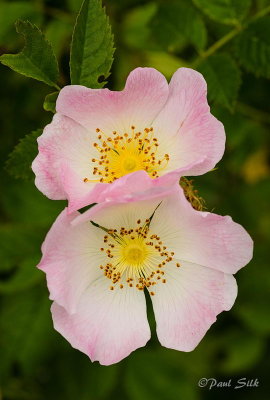 Dog Roses