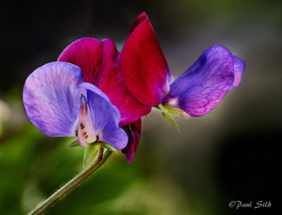 Sweet Peas