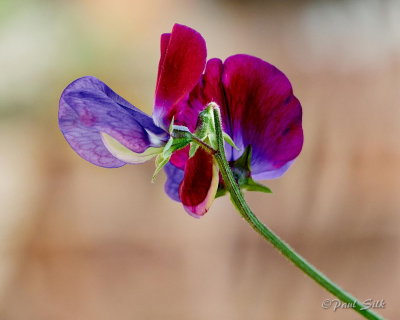 Sweet Peas