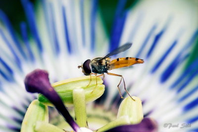 Hoverfly On Passion Flower