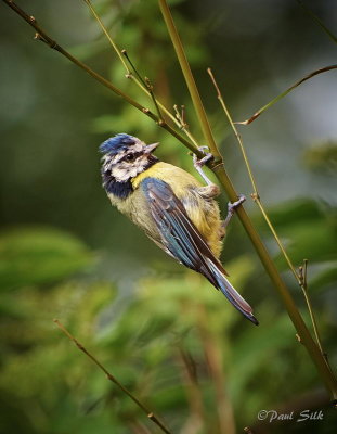 Blue Tit