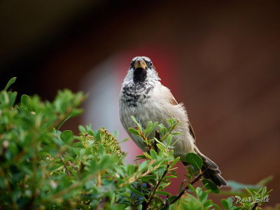 House Sparrow