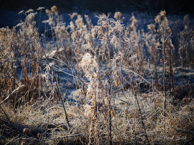 Winter Grasses