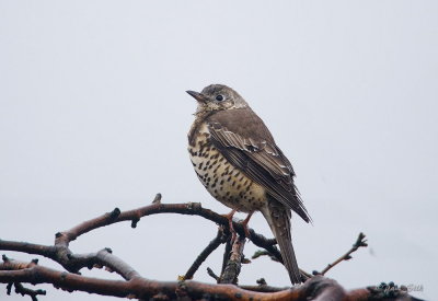 Mistle Thrush