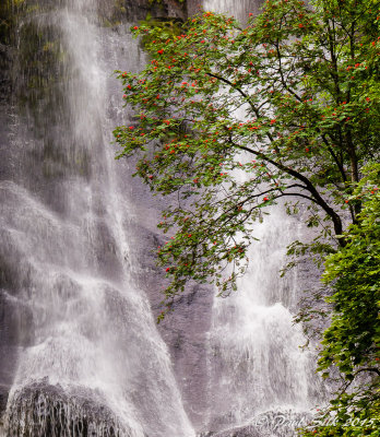 Mountain Ash and Waterfall